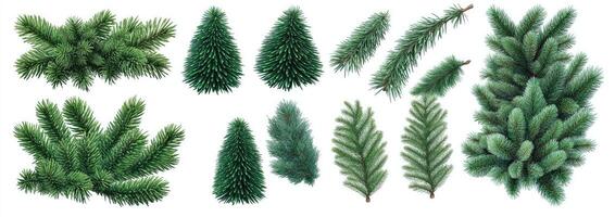 Various Christmas Fir Branches photo