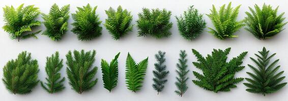 Assorted greenery sprigs and leaves photo