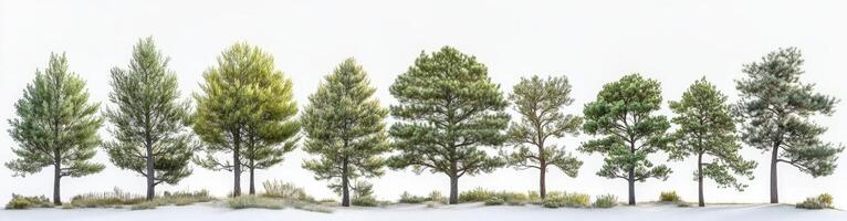 Row of Coniferous Trees Against a White Background photo