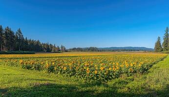 Vast Sunflower Field Under Clear Sky photo