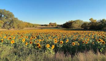 Golden sunflower field stretches to distant trees photo