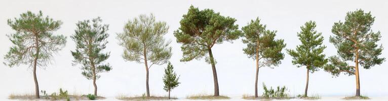 Forest Scene with Various Pine Trees photo