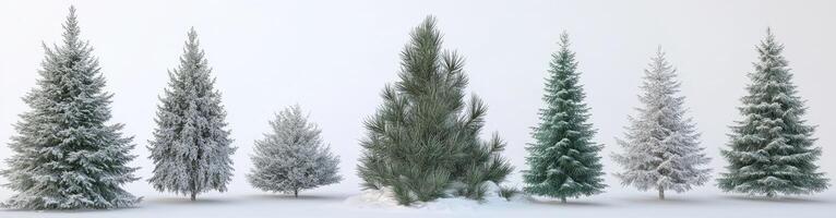 Snowy Coniferous Trees photo