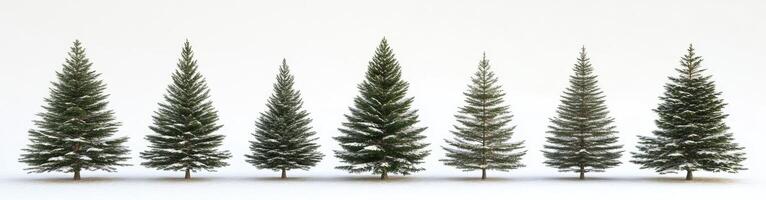 Snow-covered Conifers in a Row photo