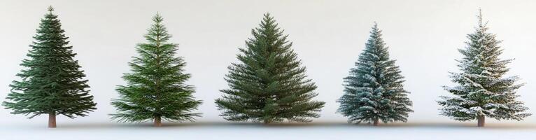Four Conifer Trees in Various Shades photo