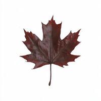 Crimson maple leaf photo