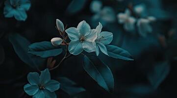 Soft, pale blooms in a dark, lush garden photo