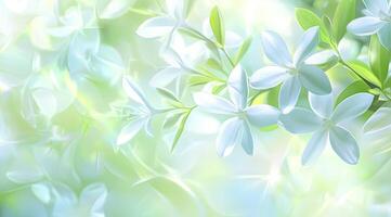 Delicate white flowers in soft, pastel light photo