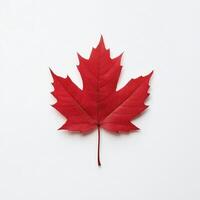 Vibrant red maple leaf against white background photo