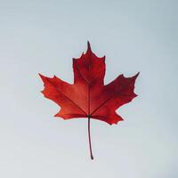 Vibrant red autumn leaf against a light background photo
