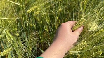 A hand gently grasps ripe barley in a sunlit field, symbolizing harvest, agriculture, and sustainability niche term, agroecology video