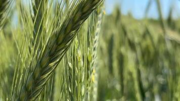 Close up of lush green wheat stalks swaying under a clear blue sky, symbolizing growth, harvest, and sustainability video