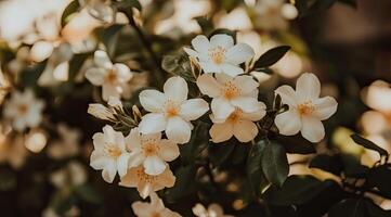 Delicate white blossoms in a garden photo