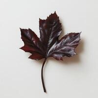 Deep burgundy maple leaf, isolated on white background. Detailed, textured, single leaf photo