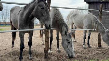 Three gray horses stand in a paddock, showcasing equine beauty, rural lifestyle, and animal care overcast sky adds tranquility video