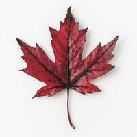 A red maple leaf on a white background photo