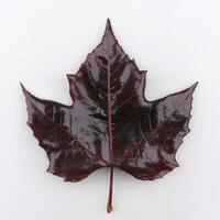 A dark red maple leaf on a white background photo