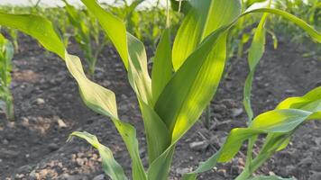 Young corn plants grow in a sunlit field, symbolizing growth, agriculture, and sustainability focus on green leaves and healthy soil video