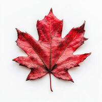 Vibrant autumnal maple leaf photo
