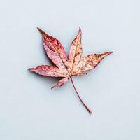 Autumnal maple leaf on a muted backdrop photo