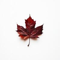 Single autumn leaf against white background photo