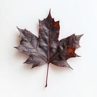 Dried autumn leaf photo