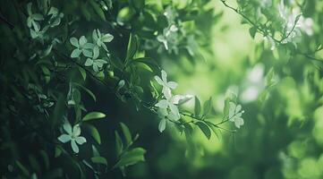 Delicate white flowers in lush greenery. Soft sunlight filters through leaves photo