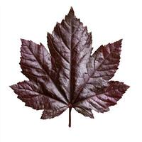 A dark purple maple leaf on a white background photo