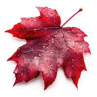 A red maple leaf with water droplets on it photo