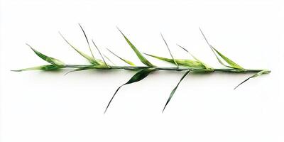 A Sprig of Green Grass photo