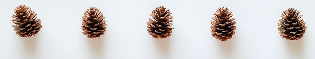 Five pine cones arranged in a row on a white surface photo