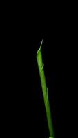 A single green stem is shown against a black background video