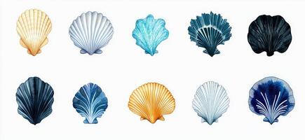 Colorful Scallop Shells photo