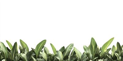 Lush Tropical Foliage Border photo