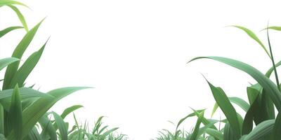 Corn field with grass and sky photo