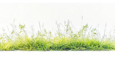 A grassy field with a white background photo