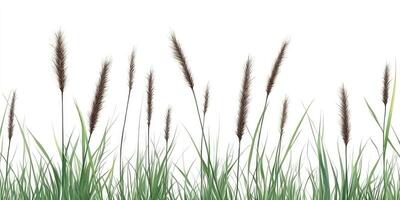 A field of grasses photo