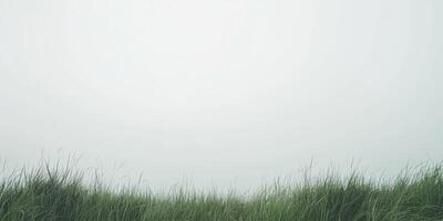 Misty Grassy Horizon photo