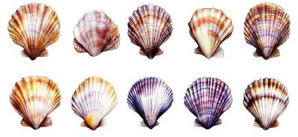 Variety of Scallops photo