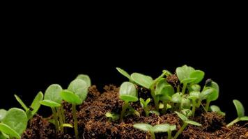 Seedlings sprouting from soil on black background video