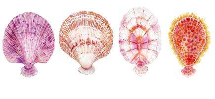 Vibrant Seashell Display photo