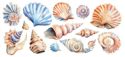 Watercolor Seashell Collection photo