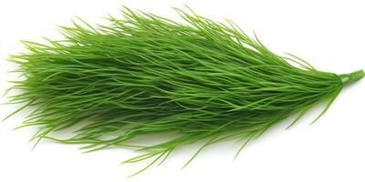Fresh, vibrant green grass photo