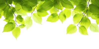 Lush Green Leaves photo