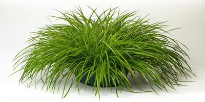 Lush Grassy Plant in Pot photo