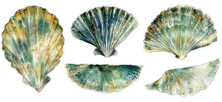 Assorted Clam Shells in Shades of Green and Gold photo