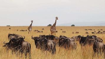 Two giraffes are walking among a large herd of wildebeests in the Masai Mara National Reserve, Kenya video
