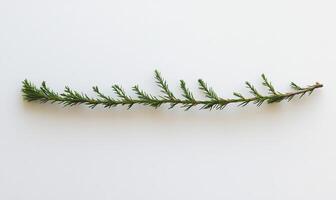 A slender branch with tiny, needle-like leaves photo