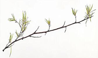 Branch with delicate new growth photo