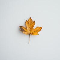 Single autumn leaf on white background photo